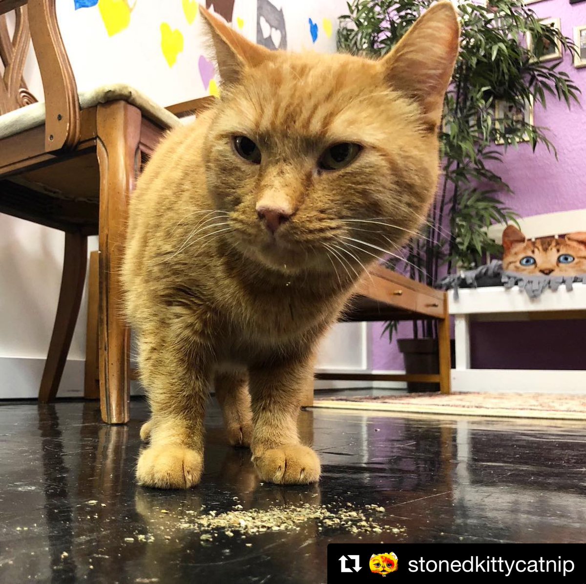 Back off my Stoned Kitty Catnip... 👀