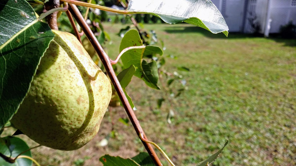 IsEnvironment's tweet image. Fresh Pears from the backyard last year! Who else can't wait for the good weather to come back!  I just hope it stays that way... Who agrees with me?  #pear #summer #climatechange @SerpaPserpa2004 @MikeWChip @TerriCortvriend @Blake_Filippi @repmorgan @RepRuggiero @OBrien2018forNP