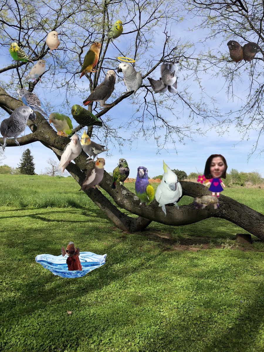FlockIsFamily's tweet photo. @mumofbadbudgie Welcome to the #PartyTree Jason!! https://t.co/B6PZ83GszM