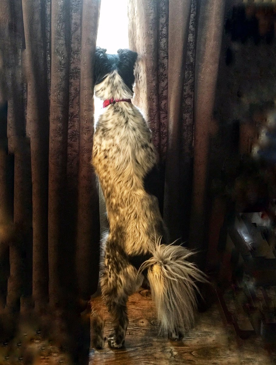Bleus_DaisyDoo's tweet photo. I’m up and going this morning. I’ve had my breakfast and I’m now on #dogpatrol Keeping the house and my humans safe. #dogjob https://t.co/1wiDLqYTZS