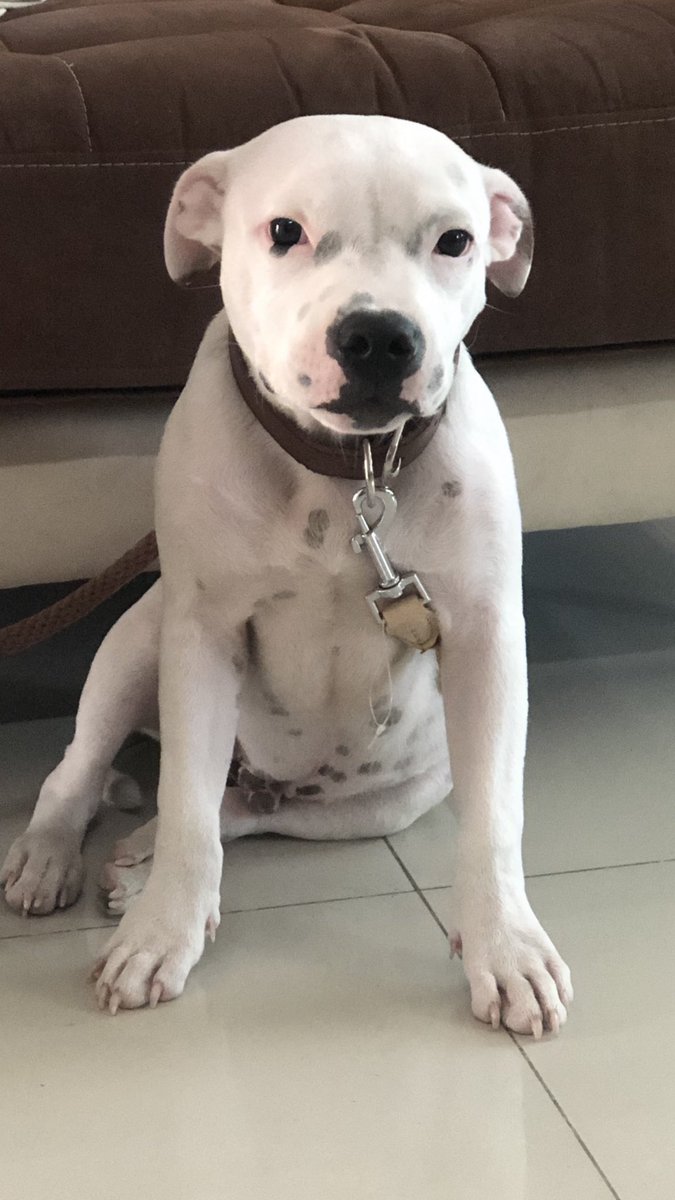 dontnanilu's tweet photo. Gentita que vive por el parque Samanes, ayúdenme a buscar a mi Terry 🙏🏼 si saben de algo me pueden avisar por favor  al 0984996775 
Ofrezco una recompensa, en casa lo extrañamos mucho. 😭 https://t.co/NNOvnUBMJH