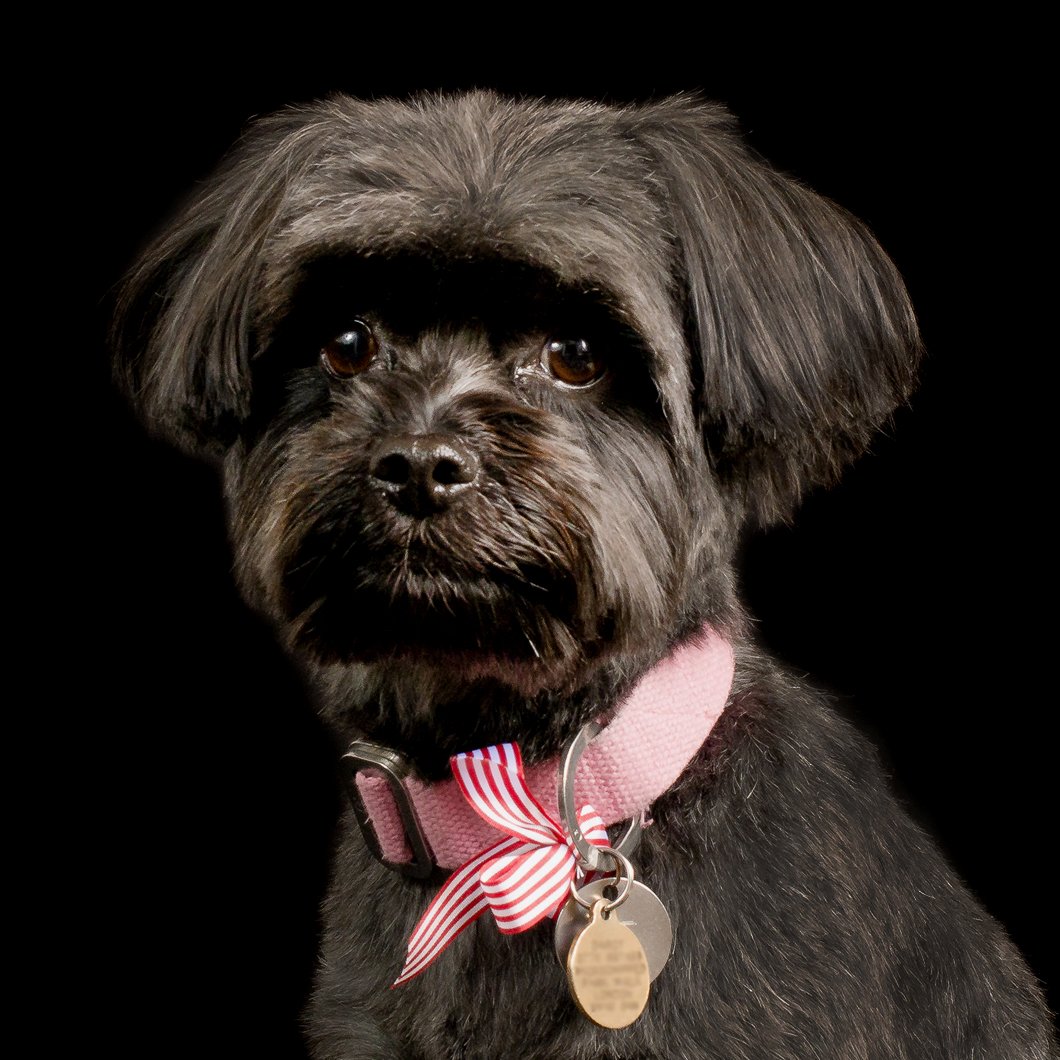 Lapdog Tweets (@lapdogtweets) on Twitter photo "Sooo, in this pose I went for the distinguished look with the right mix of cuteness of course!"🐾 Little George is such a sweetheart 💞 #dogsofinstagram #dogfriends #photographer #photoshoot #photooftheday #dogs #lovedogs #dogfriendly #petphotographer #London <a href="/TheGoodDogGuide/">The Good Dog Guide</a> "Sooo, in this pose I went for the distinguished look with the right mix of cuteness of course!"🐾 Little George is such a sweetheart 💞 #dogsofinstagram #dogfriends #photographer #photoshoot #photooftheday #dogs #lovedogs #dogfriendly #petphotographer #London <a href="/TheGoodDogGuide/">The Good Dog Guide</a>