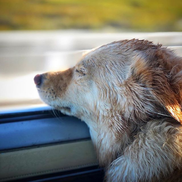 Weekend mood! ☀️🙌🏻🐶
.
.
.
#weekend #weekendvibes #sunday #lifeisgood #enjoylife #adogslife #doglover #rescuedog #adoptdontshop #girlsbestfriend #dogstagram #dogsrule #rescuenation #grateful #happiness #love #southernliving #livethelifeyoulove #reallife #beherenow #liveauthen…