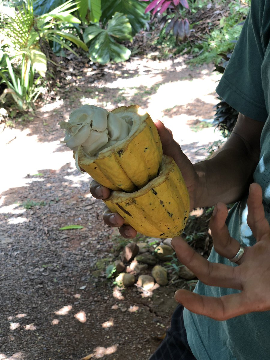 HotChocolats's tweet image. #cacaofarm #costarica #laiguanachocolates