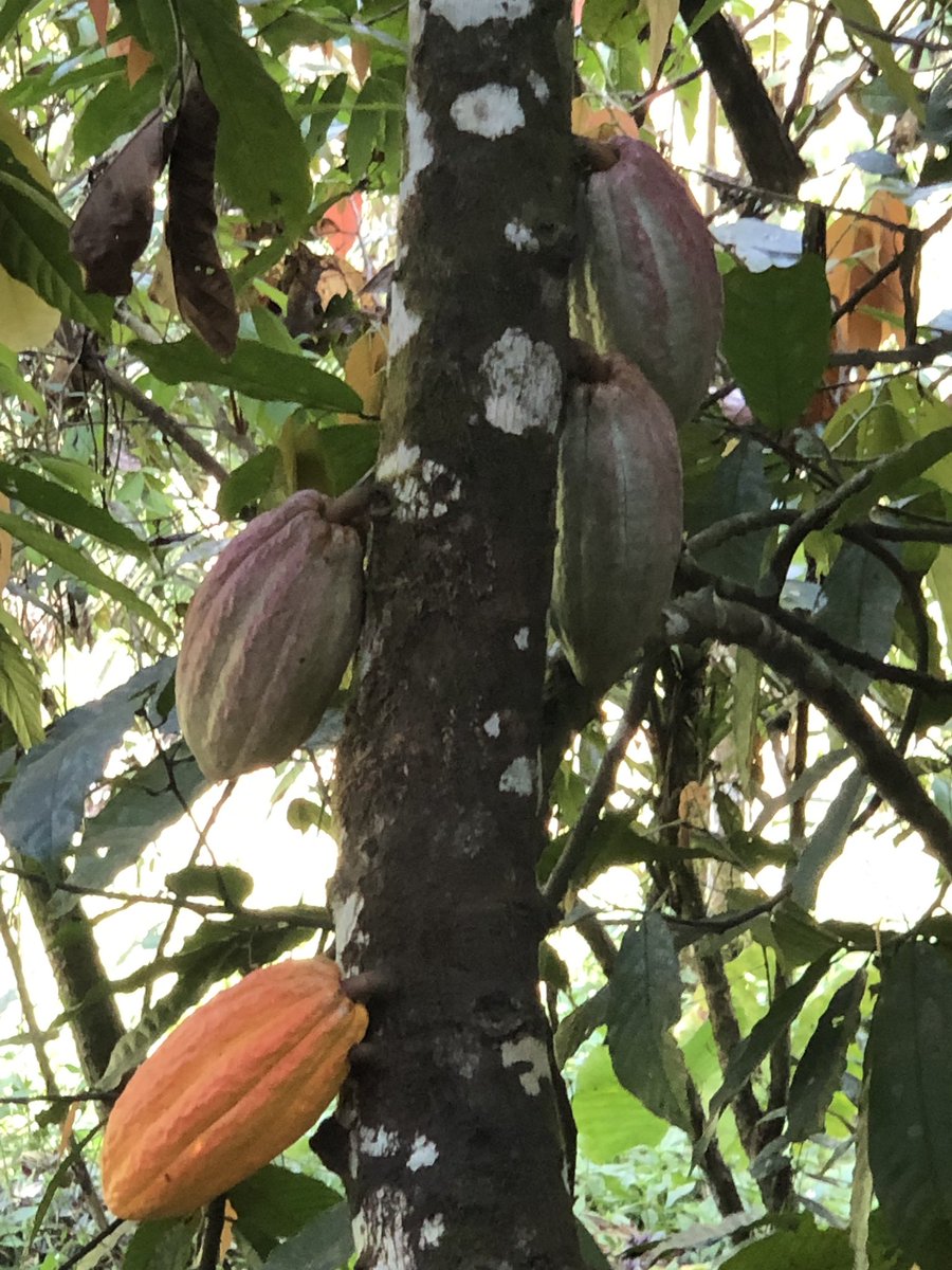 HotChocolats's tweet image. #cacaofarm #costarica #laiguanachocolates
