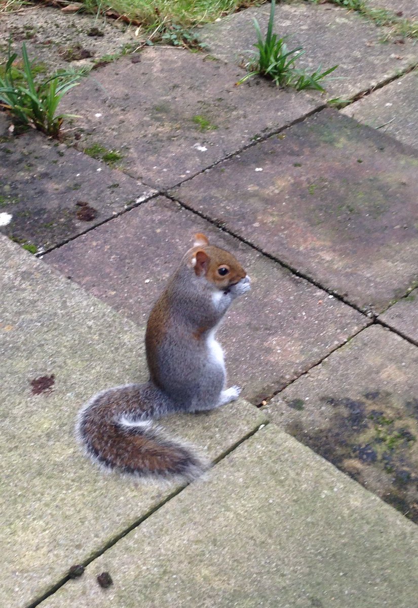 #firstphotof2019 #squirrel #nature #wildlife