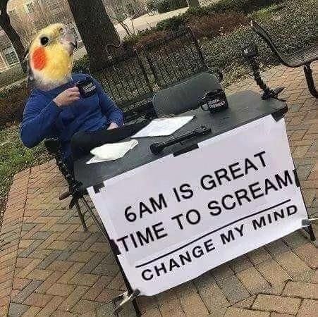 ParrotEssential's tweet photo. The early bird... #parrothumor #funny https://t.co/Wukhw0clvs https://t.co/B8Zuro4Vub
