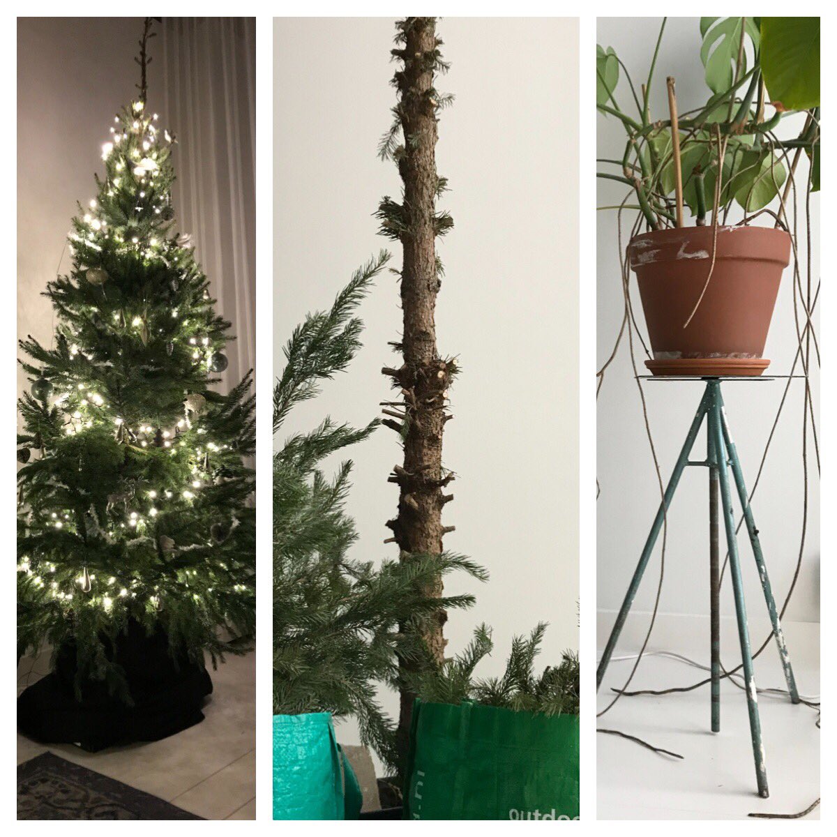karingerfen's tweet photo. Kerstboom eruit volgens traditie 3koningen, takken gesnoeid #hergebruik tot #compost en plant er weer in! https://t.co/P1FQx4nDVZ