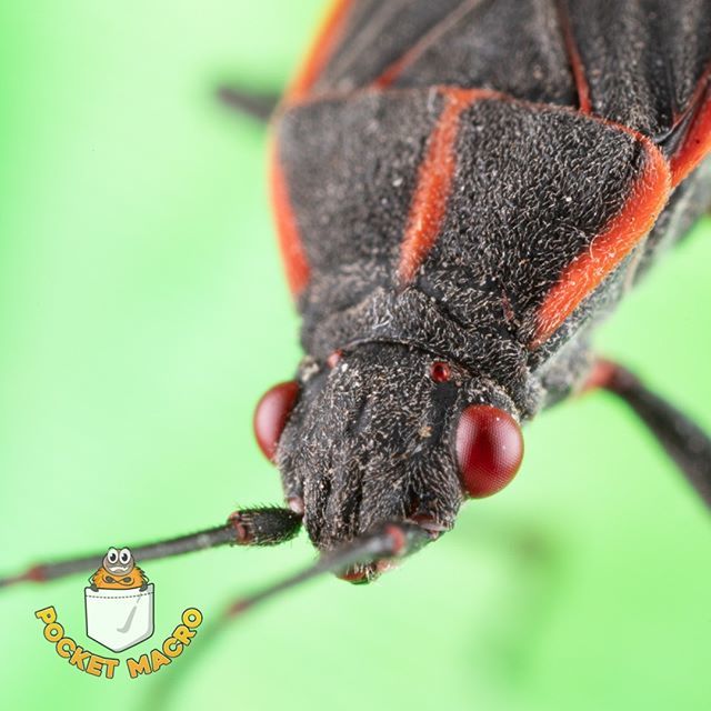 pocketmacro's tweet photo. #MacroSunday #SundayFunday #MacroPhotography #Macro #TeamCanon #Nature
#BoxyTheBoxelderBug #Boxy #Boxelderbug #BugBuddy #MyLittleBoxy #BugFriend #Colorful
-
Here is happy Boxy hanging out on the 3D printed flower, he probably misses real flowers π.
-β¦ https://t.co/Dhh8JBmsJZ https://t.co/2f1K1Irn2e