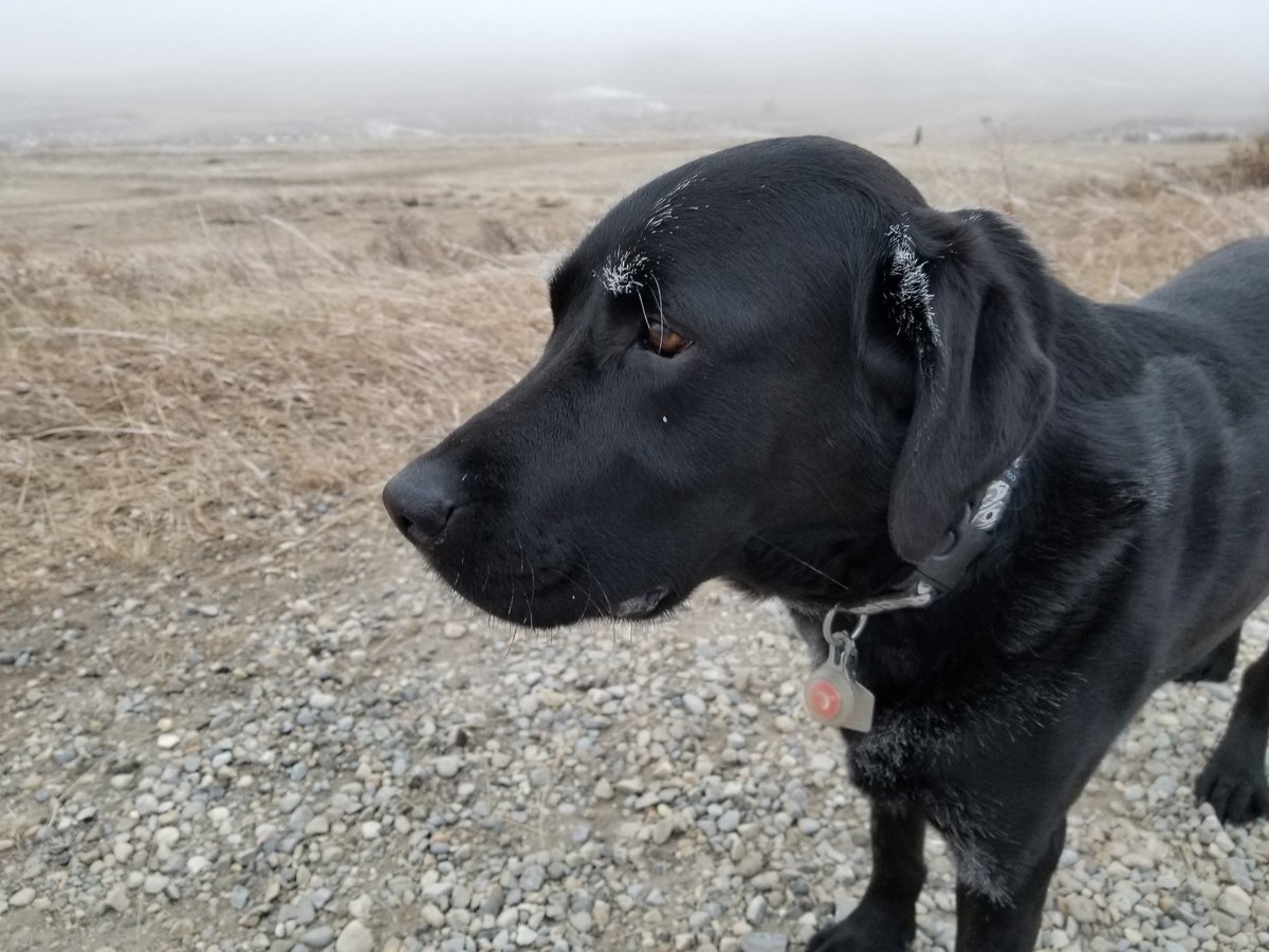 k3llycook's tweet photo. So foggy even the dog got frosty @CTVdavidspence https://t.co/R97hmu3WFh