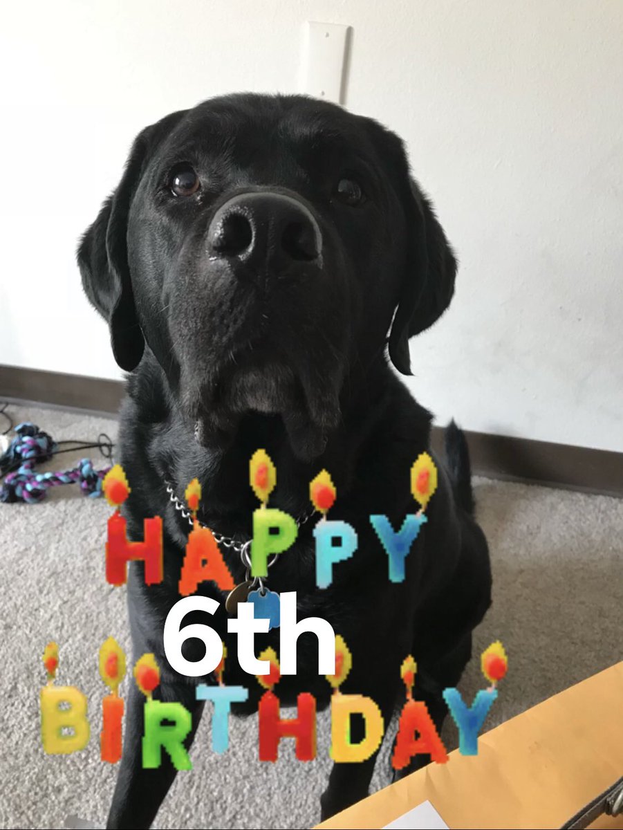 43packerdog's tweet photo. Today my #GuideDog Benny turns 6. He has been a huge part of my life providing me with freedom to go anywhere. I totally trust and have blind faith (bad pun) in this dog for my safety. #ItsABlindThing #ServiceAnimal #PilotDogs #NFB #Blind https://t.co/XGPgrWnfxu