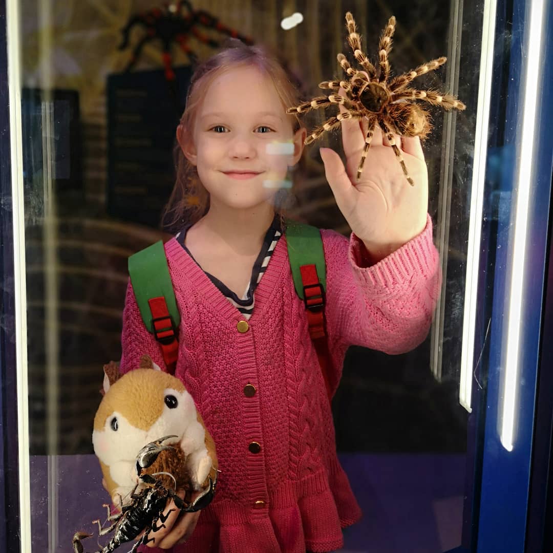 ROMtoronto's tweet photo. Last Day to see #ROMSpiders! https://t.co/9VVLXtP75r https://t.co/x712H8dt3e