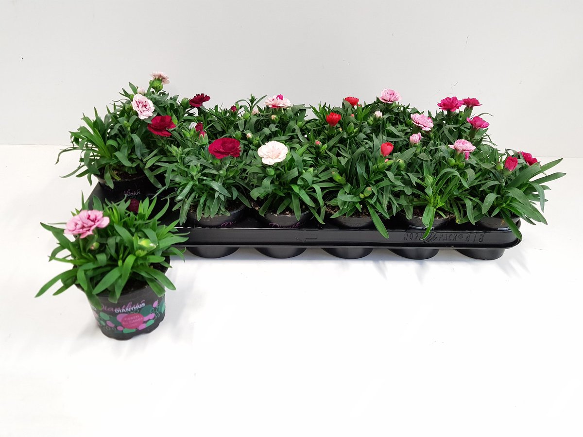 Morgen de eerst dianthus9cm van dit jaar aan de klok! <a href="/FloraMondo/">FloraMondo</a>