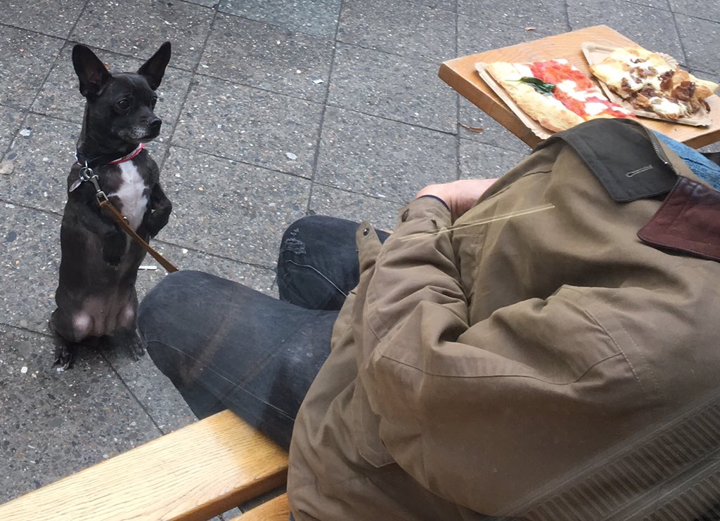 Dave Stenton (@davestenton) on Twitter photo I can haz pizza I can haz pizza