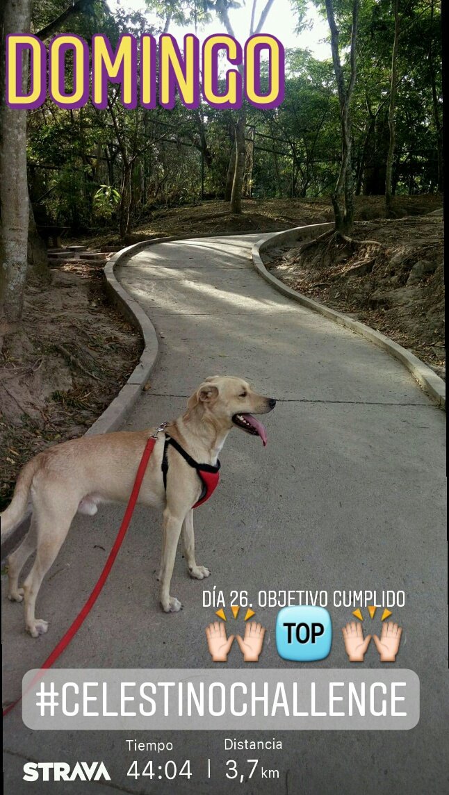 Portmarv26's tweet photo. Día 26. Último día del #CelestinoChallenge 🙌🙌🙌💯🏃✔👟 #FelizDomingo #yoelegicorrer #correVIVEsiente #corrersinmiedo #AquiYaSeCorrio #LoveRunSmile #Motivacion #runningteamsuperacion #RunningMan #RunningWhitDogs #runners503 #Runners #TemploRunner #FelizDiaDeReyes https://t.co/oyTXfRkY65