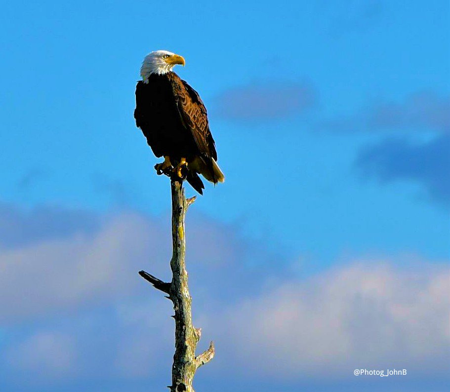 Photog_JohnB's tweet image. 📸via the Saint Johns River flood plain-&amp;gt; Haliaeetus leucocephalus🦅 #BirdDay fact: #Florida has the second largest population of #BaldEagles of any state in the #USA  Nearly 70% make their nests along the river. #Titusville #SeaEagle #nesting  #HappyNewYear2019
.@NatGeoExplorers