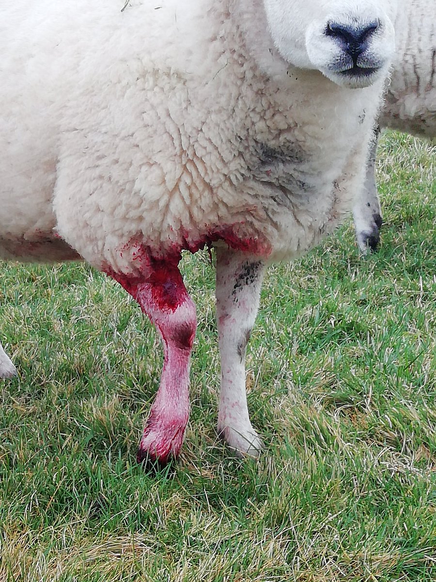 dalesfarmer's tweet photo. Dog worrying.. More and more of a problem. And even worse when the bastards flee the scene leaving an in-lamb ewe with a large chunk of flesh missing from its leg, unable to walk bleeding all over the place 😠 #keepthemonalead https://t.co/KG6IwLCPaX