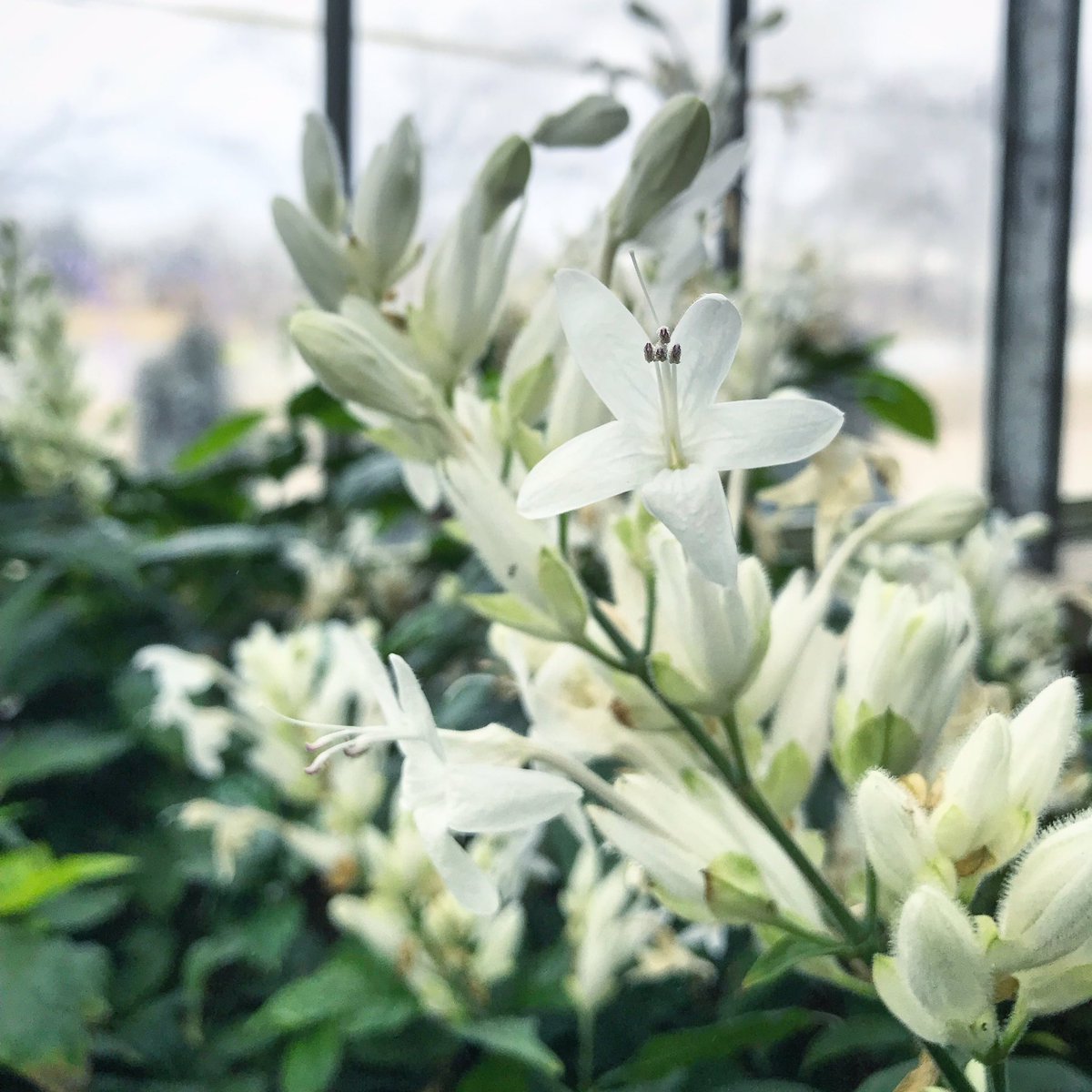 sylvatica_sara's tweet photo. #Whitfeldia elongata indigenous to central Africa. Seen at #NicholasConservatory. We met Sylvie the gardener and had a nice little chat about plants! https://t.co/c7lW0LrJSs