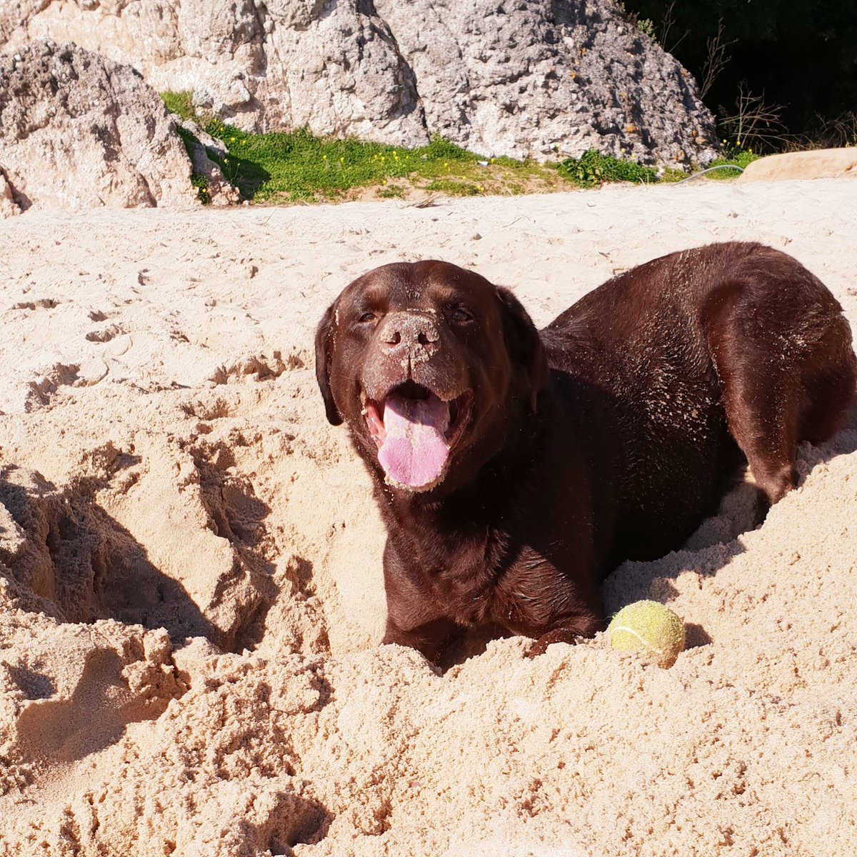 FreitasPiedade's tweet photo. Hey everyone 🤗 
👉 back to my fav spot 😜
#mydog #DogCelebration #landofdogs #Dog #dogsoftwitter https://t.co/QaHjqgiMz6