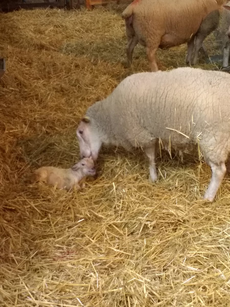 AFHodsman's tweet photo. Lambing 2019, we're off ! https://t.co/m6UHfDVo0H