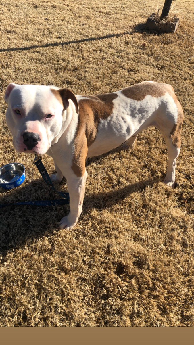 OkieSunshine's tweet photo. Found this guy yesterday in Del City. Do you know his owner? #lostdog #pitbull #sweetbaby https://t.co/hhlV9n5aKC