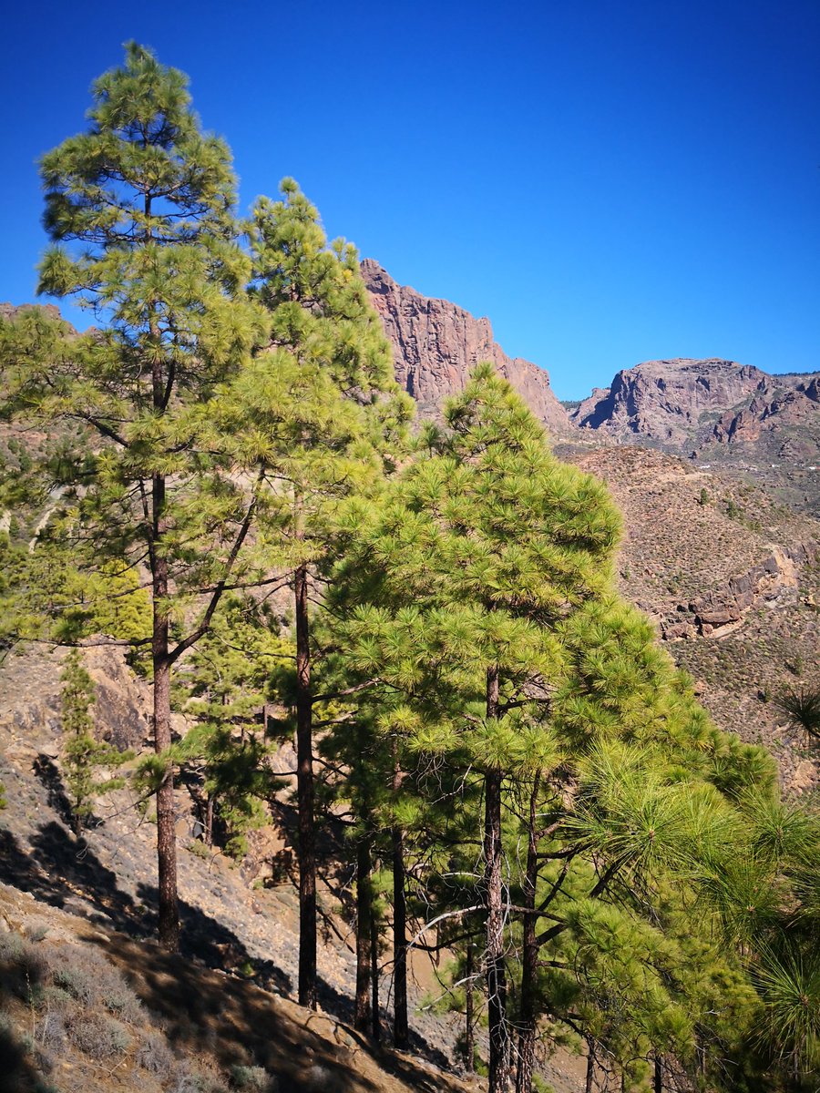 bignutbrown's tweet photo. Magnificent scenery #GranCanaria #Ayacata and #BarranquilloAndrés. Great touring in the car! 😁 https://t.co/Ez2pwH6HYS