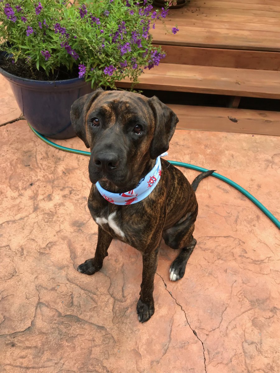 Aprille Downs tweet media