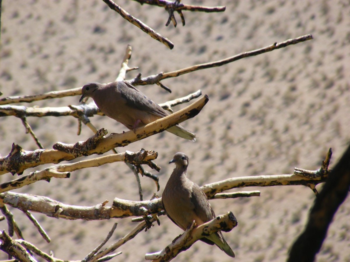 Los tórtolos ❤️ un recuerdo del maravilloso Valle del Elqui. #nature #naturaleza #chile #aves #faunadechile #biodiversidad #Ecologia