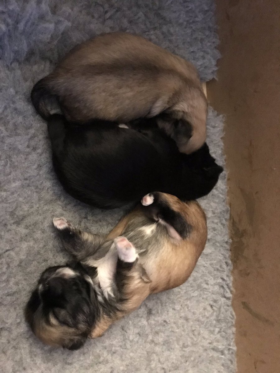 DavidBo57017755's tweet photo. Puppy power https://t.co/UGfgkDxd3P
