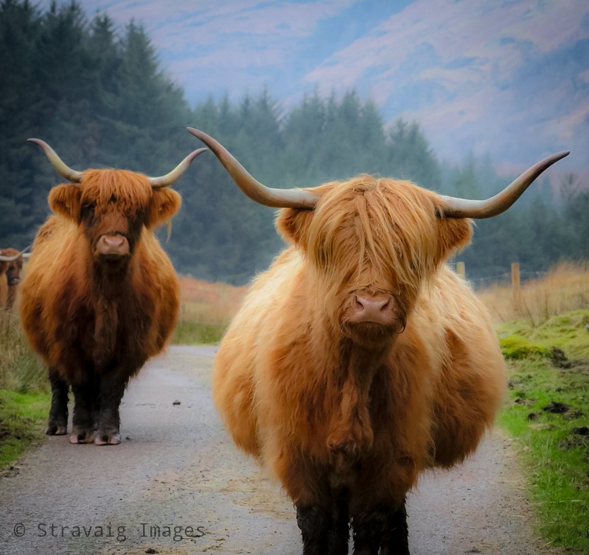 jaclyn_thorpe's tweet image. Beautiful highland cows happily wandering along Glen Fyne 
@VisitScotland @wildaboutargyll @argyllandbute @SpectacularScot @lomondtrossachs @FyneAles @