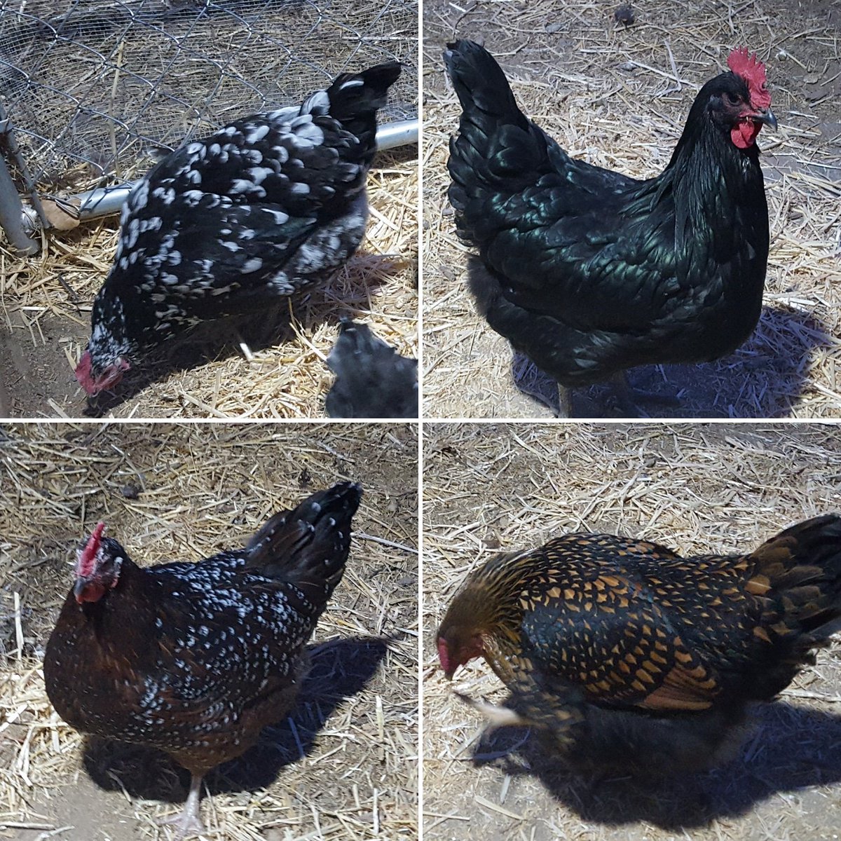 ColoradoNana6's tweet photo. @VABVOX Here are 4 of my chickens, from clockwise top left Freckles #mottledjava  then Eleanor a #blackaustralope 
Sadie is a #speckledsussex
and Bubba, we thought she was going to be a rooster is a #goldenlacedwyandotte 
I are from yesterday when I was cleaning the coop #SpoiledChickens https://t.co/cpnSZM9ZeC