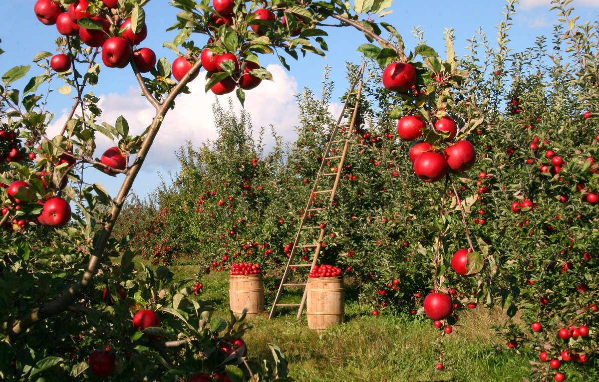 AgHires's tweet image. The average tree can fill 20 boxes that weigh 42 pounds each, and with about 300 trees per acre #AppleTreeDay #AppleFacts #AgFacts aghires.com/2500-varieties…