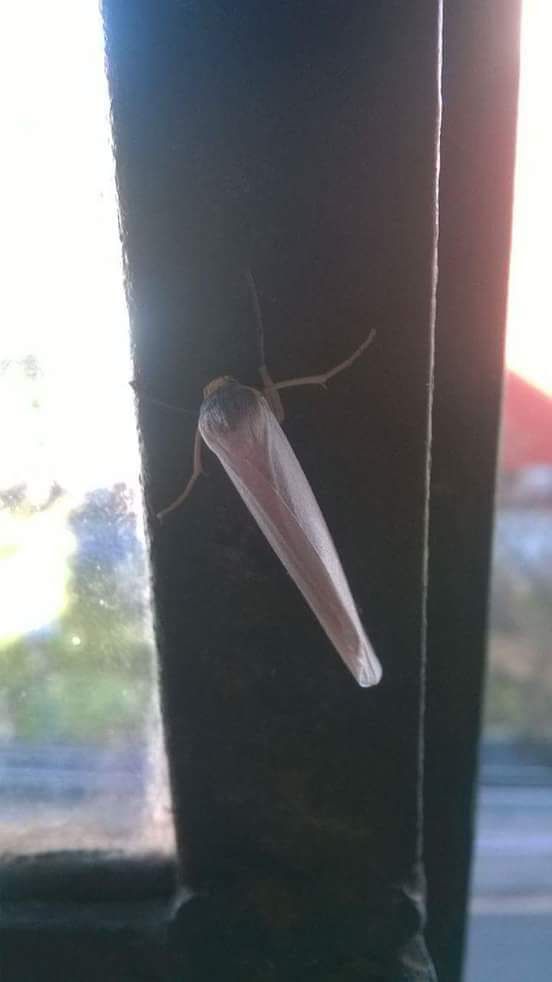 ElPorritoOk's tweet photo. Q mierda es este insecto? Nose si matarlo o darle mecha 🤔 https://t.co/HukGfMOeKs