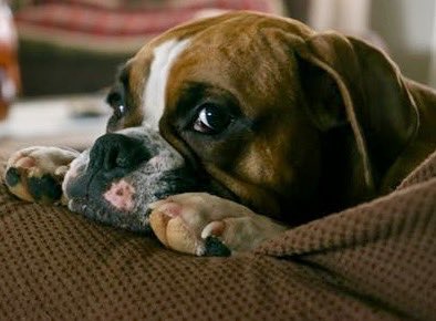 AblePet's tweet photo. Is it still raining?? #rain 
#ablepet #theabledogproject #cbd #winter #cbddog #hemp #optoutside #cannabis #cannabiscommunity #dogsofinstagram #dogs #petsofinstagram #pets #petsarefamily #play #420community #puppy #medicalmarijuana #dog #cbddogtreats #canine #sunday #sundayfunday https://t.co/2Qm45fOXk0