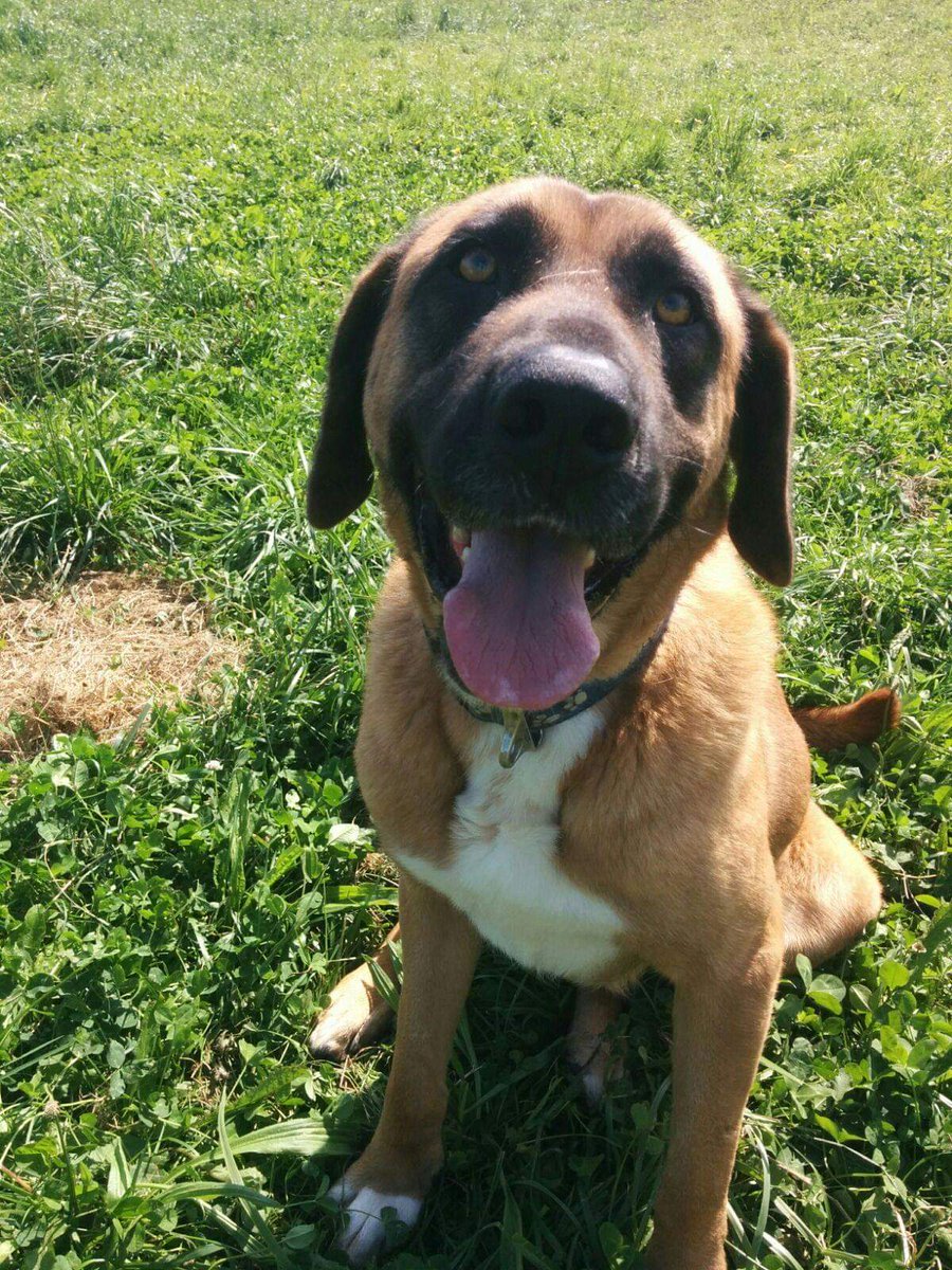 DefensaAnimalZA's tweet photo. CHESTER
Necesitamos ayuda para pagar la residencia de este perro sin suerte.
Con la última recaudación en Facebook hemos podido pagar las dos últimas facturas. Si tuviera acogida, podríamos destinar el dinero a pagar otros gastos de la asociación.
📧 defensanimalzamora@gmail.com https://t.co/MLd9kqC7BX