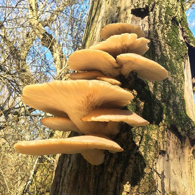 AlisonHamilArt's tweet photo. Oysters! 🍄 .
.
.
#oystermushrooms #georgiamushrooms #mushroomsofinstagram #wintermushrooms #nofilter #naturephotography #naturelovers https://t.co/KRnEioz02L https://t.co/NWdPLG4exL
