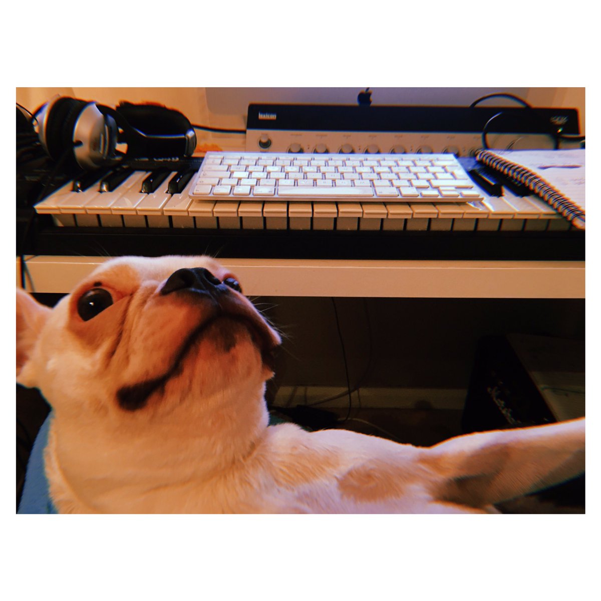 Someone wants in on the writing 🐾