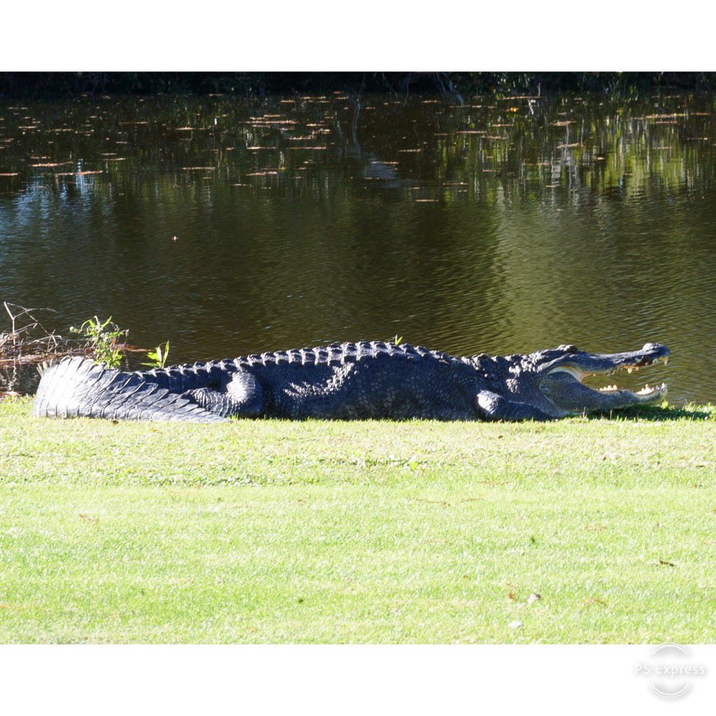 3GirlsGolf's tweet image. Why buy tickets to Gatorland when you can just go golfing?  😂🐊 #longlens #smallaperture #biggators