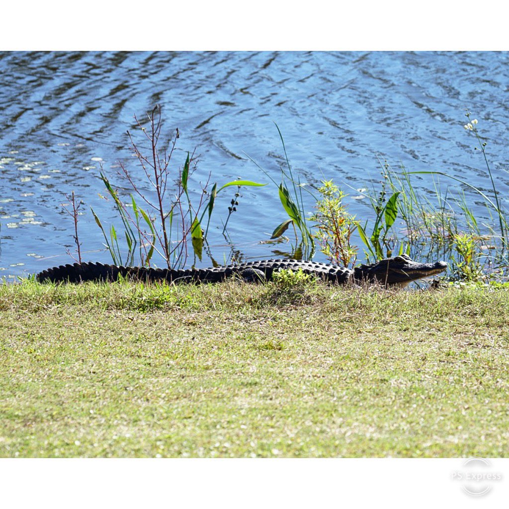 3GirlsGolf's tweet image. Why buy tickets to Gatorland when you can just go golfing?  😂🐊 #longlens #smallaperture #biggators