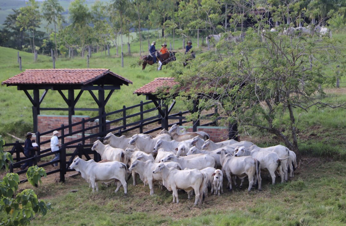 SJBedouth's tweet photo. Grupo de vacas paridas. #BrahmanSJBedouth, #ColombianBrahman, #ColombiaEsCebú, #PasionPorElCebu
#HdaSJBedouth
#Brahman, #BrahmanCattle, #gadobrahman, #BrahmanHeifer, #BrahmanCalf #GreyBrahman, #BrahmanBull, #BrahmanCow, #Asocebu, #showbull , #showcow #Amorporelbrahman https://t.co/6qIJpEnXkZ
