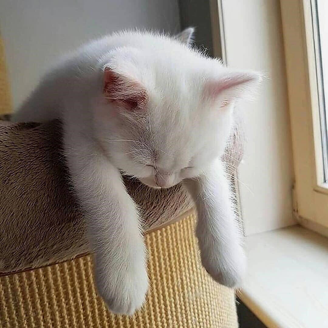 Cats Bible 🐱 tweet media