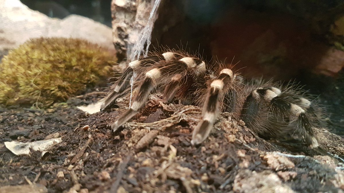 pococatastrophe's tweet photo. Celebrating 8 years with my wonderful partner with a trip to the museum #ROMspiders https://t.co/62IeJsIHFF