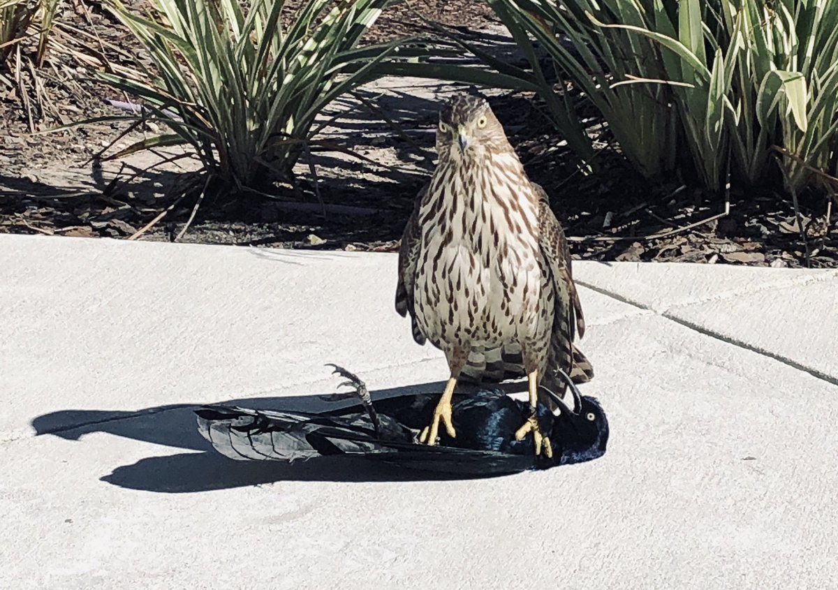 AmPyakuryal's tweet image. Survival of the fittest! This was no WWE; rather an UFC battle...
#PredatorMode @NatGeo