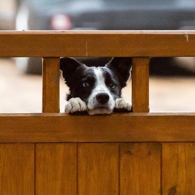 photos_arainbow's tweet photo. Moss checking out the visitors
.
.
.
#sheepdog #bestwelcome #caughtinamoment #smallandsuperchargedsunday #storytelling #dogs #dogsofinstagram #photos https://t.co/u02CnyMDoD