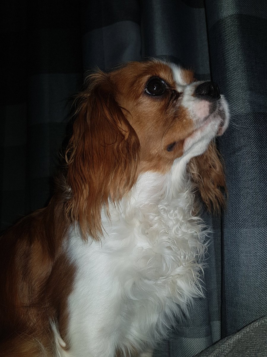 SusanMccarry's tweet photo. @mattgoss My Daisy fancies your Reggie ❤🐶🐾 https://t.co/CX3ooqq7VI