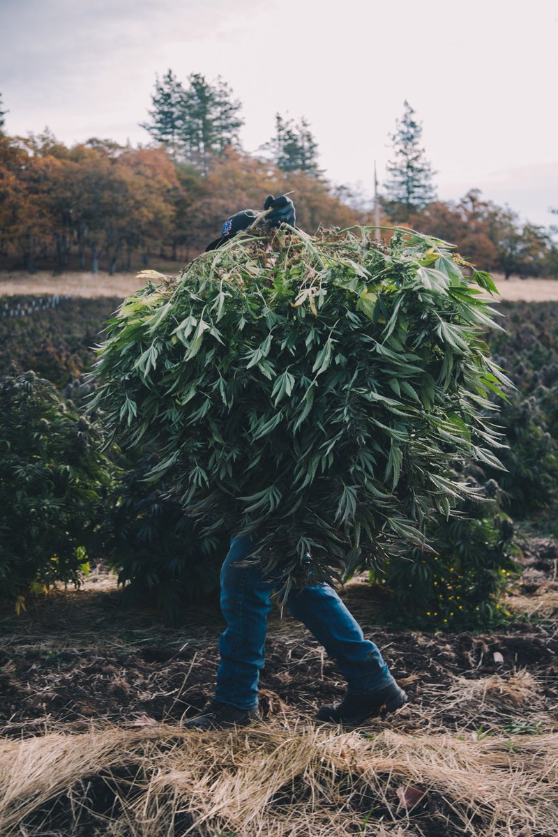 TKO CBD tweet media