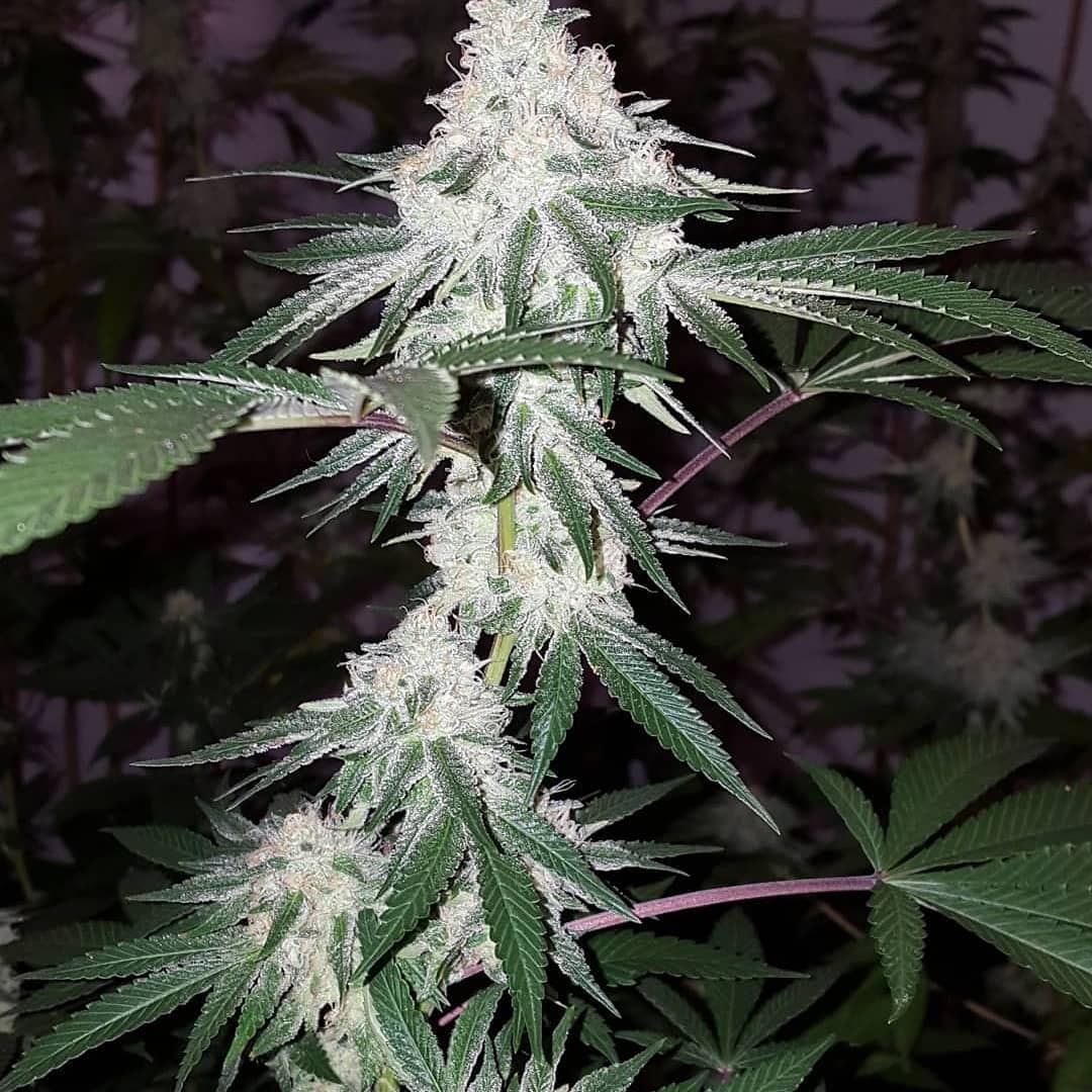SunPlix's tweet photo. From user - Good to be back in the garden..π here's some #platinumkushbreath loving life under the @sunplix_cmh ! Day 44π₯π₯π₯π₯
#cmh315 #cmh315w #cmh315wfixture #cmh3153kr #315w #315wcmh #315cmh #315cdm #growlight #growlights #growlighting #growlightkits #growlightfixture https://t.co/jQxM3b0lUG