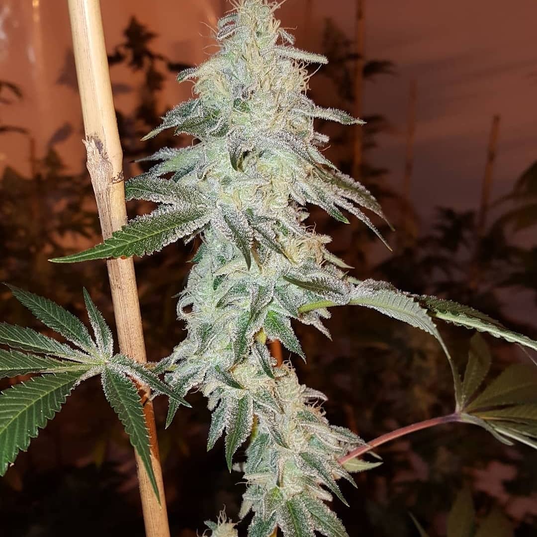 SunPlix's tweet photo. From user - Good to be back in the garden..π here's some #platinumkushbreath loving life under the @sunplix_cmh ! Day 44π₯π₯π₯π₯
#cmh315 #cmh315w #cmh315wfixture #cmh3153kr #315w #315wcmh #315cmh #315cdm #growlight #growlights #growlighting #growlightkits #growlightfixture https://t.co/jQxM3b0lUG