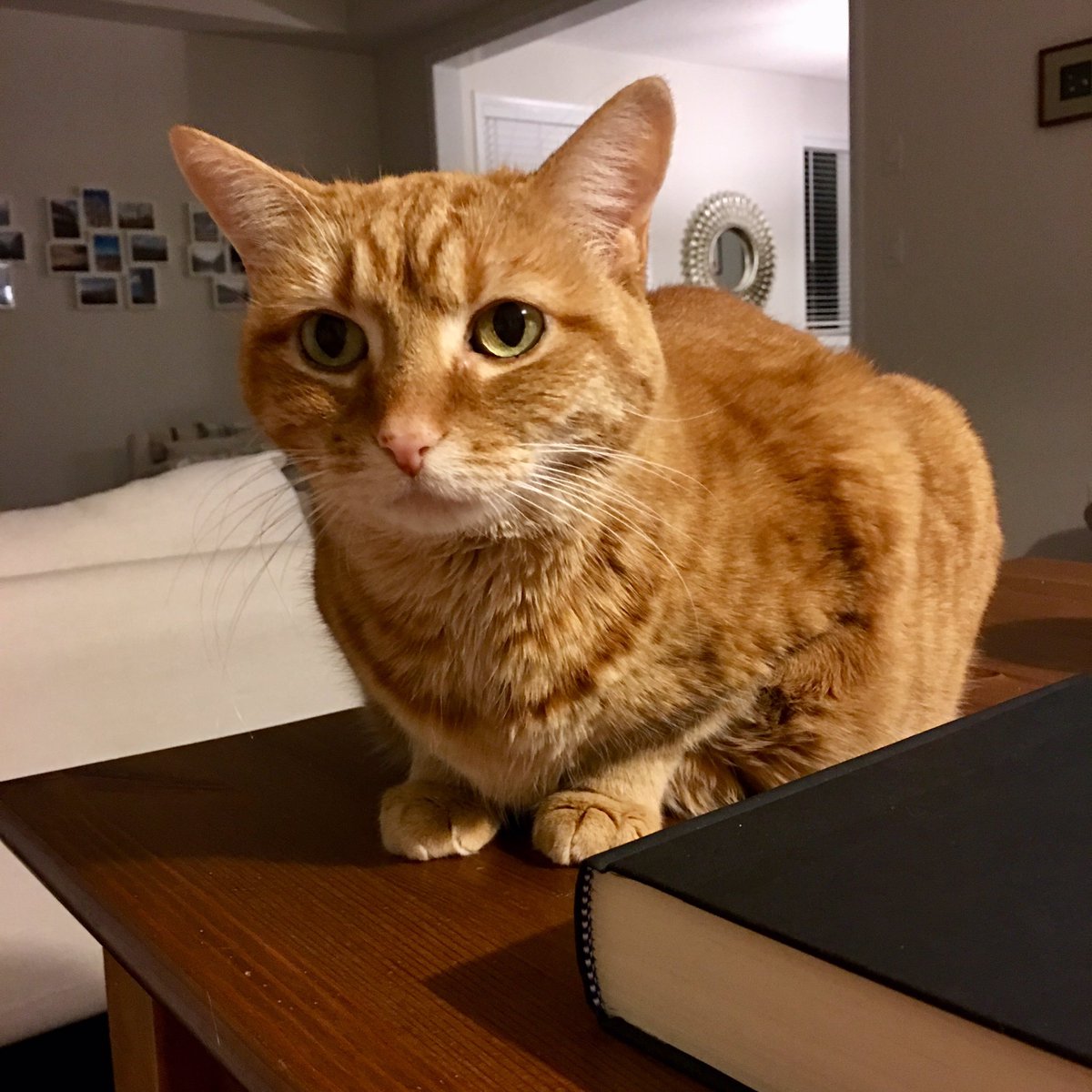 szzwq's tweet photo. #taffythecat #readingmate #danbrownorigin https://t.co/PP40Rl3vMF