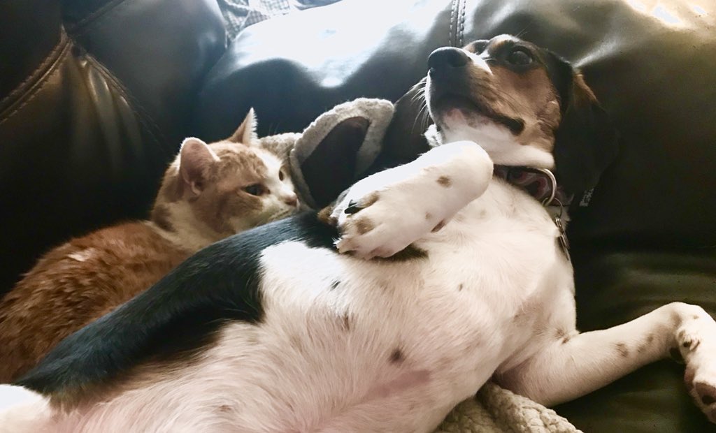 I am having the lay zee Sunday with Maya on the cowch because the outsides has the clouds and Ruby say rains are coming. 
This is not Sun Day!
But Ruby also say life do not have the fairs. Or sense, I am thinkings